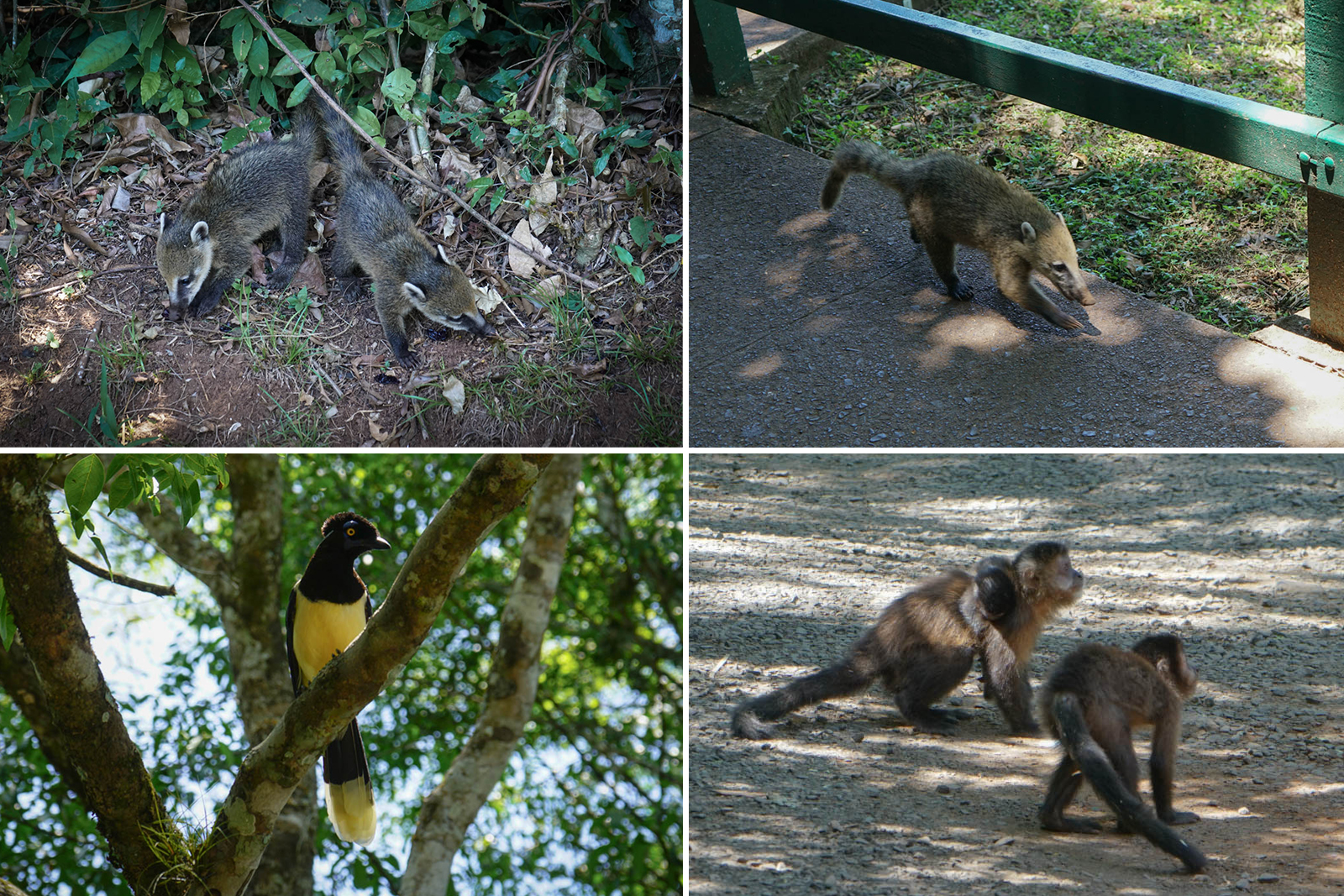 Some of Iguazu's wildlife