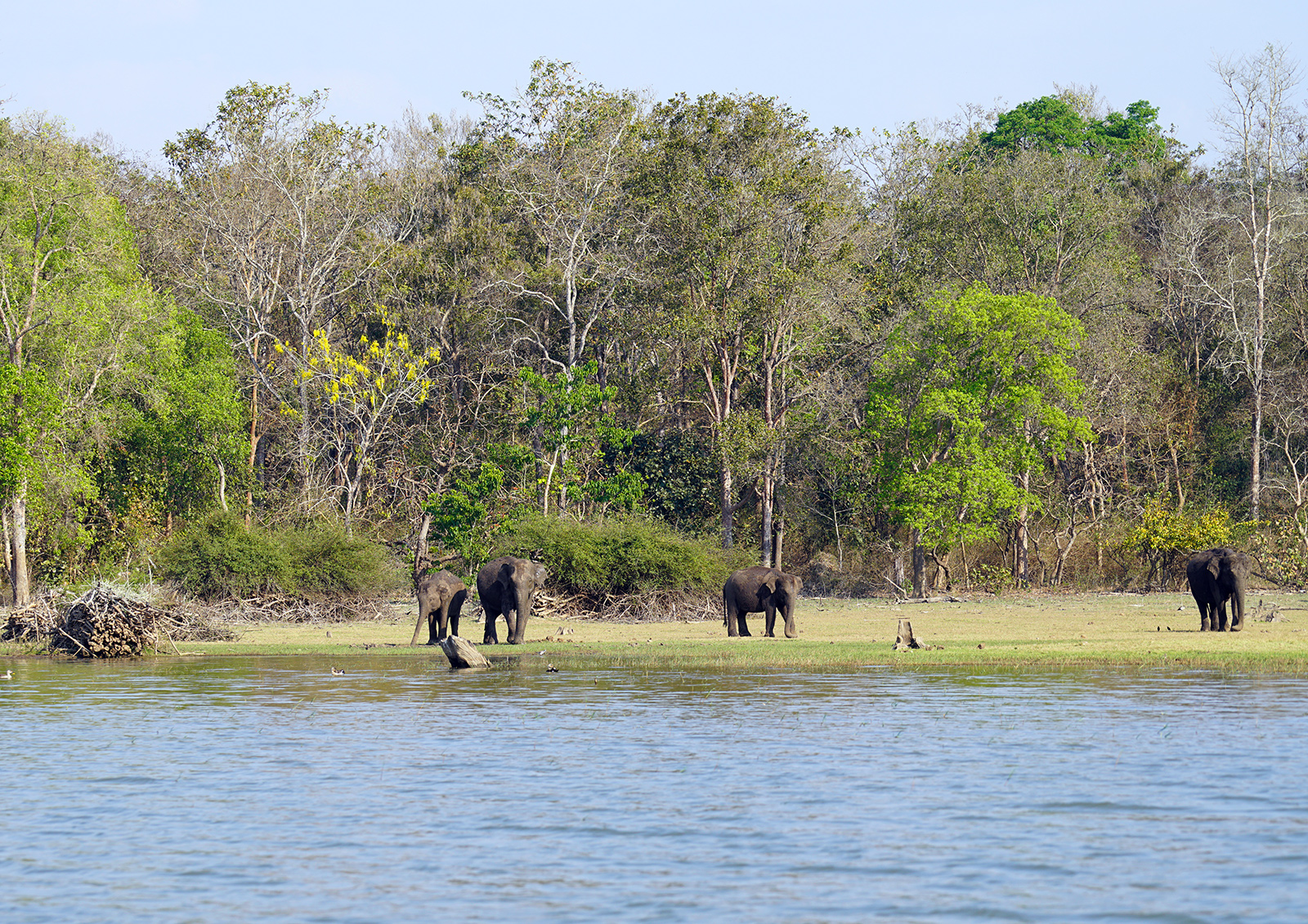 Boat safaris don't get you very close to the animals, but we saw elephants on the shore