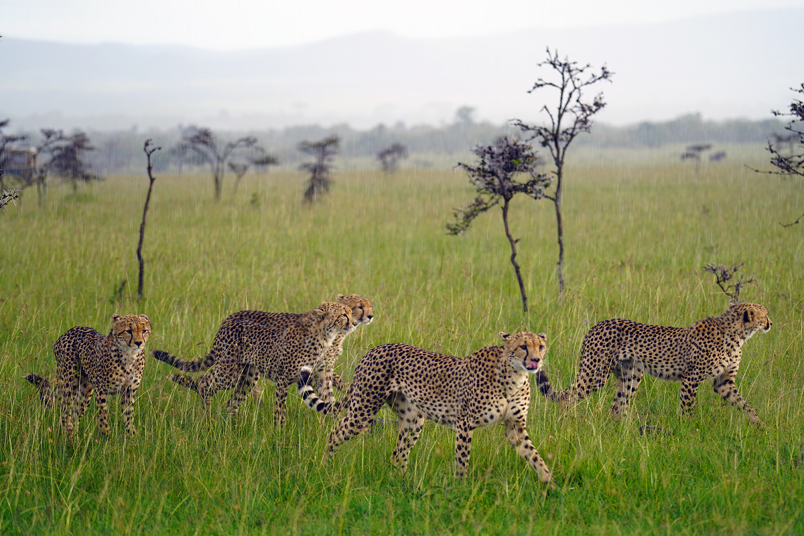 On our first evening game drive, we saw cheetahs on the hunt