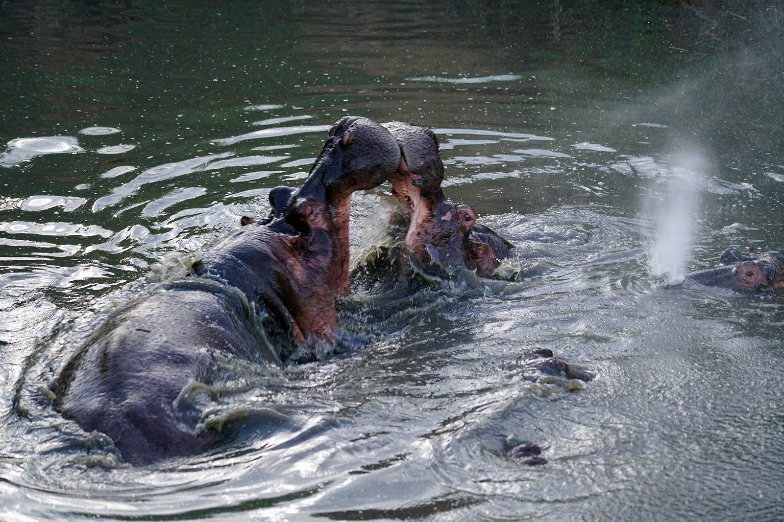 Hippos are kinda scary