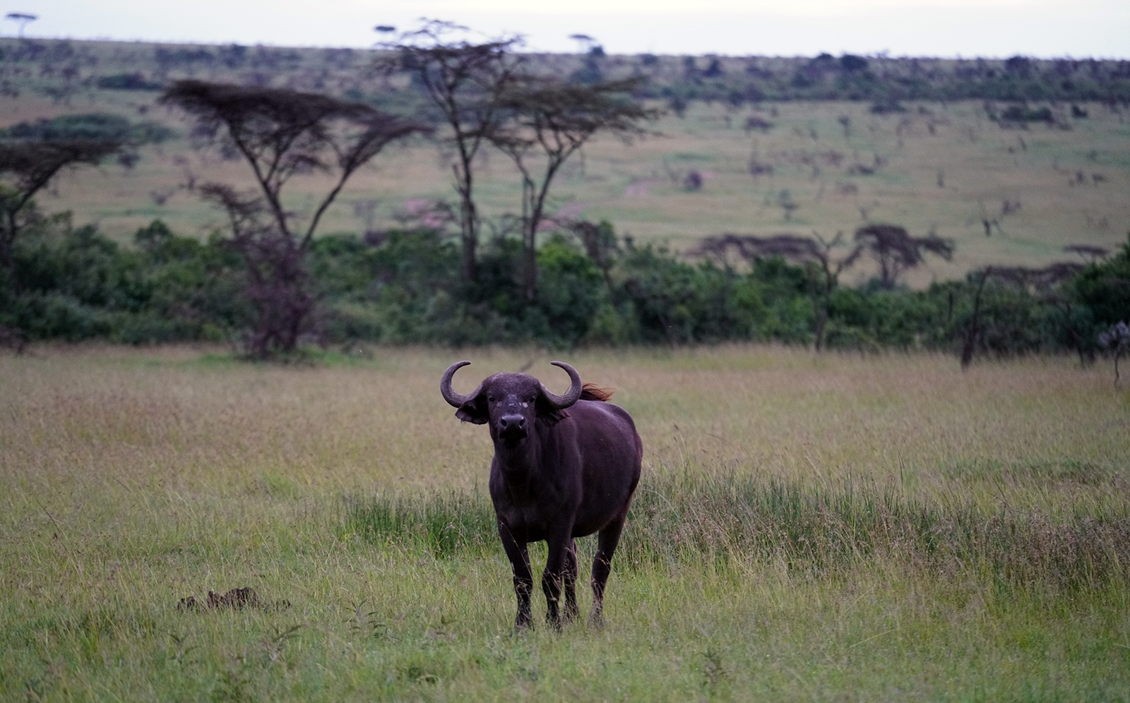 Buffalo are one part of the "Big Five"