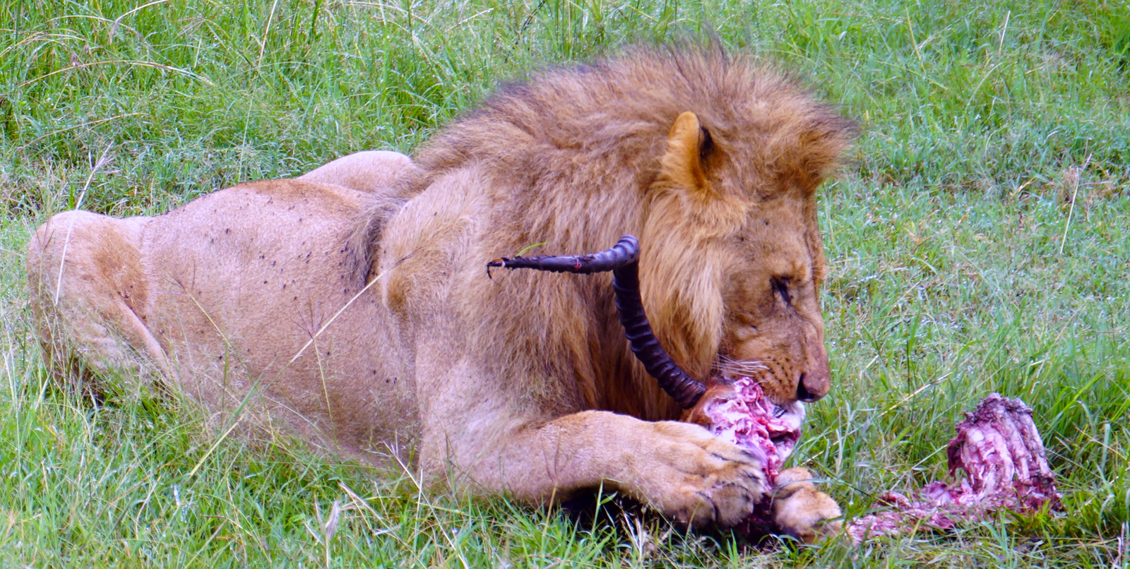We caught this lion having a snack in the morning