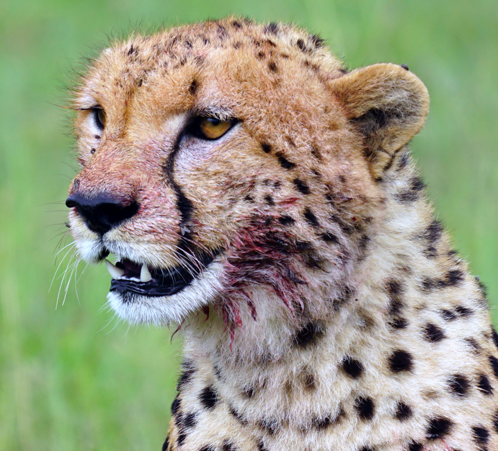 This cheetah is not messing around