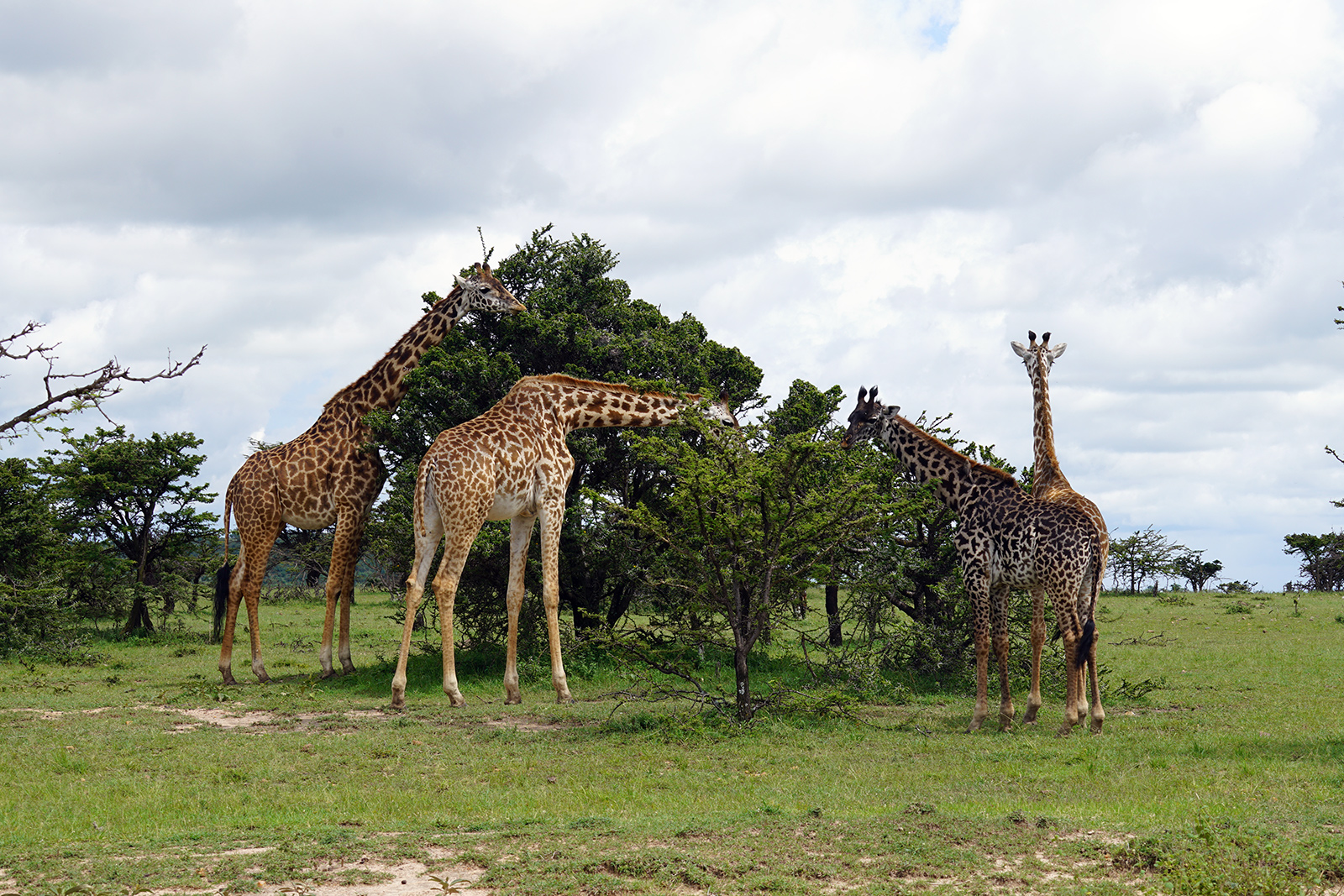 Giraffes are amazing creatures, and we saw many of them