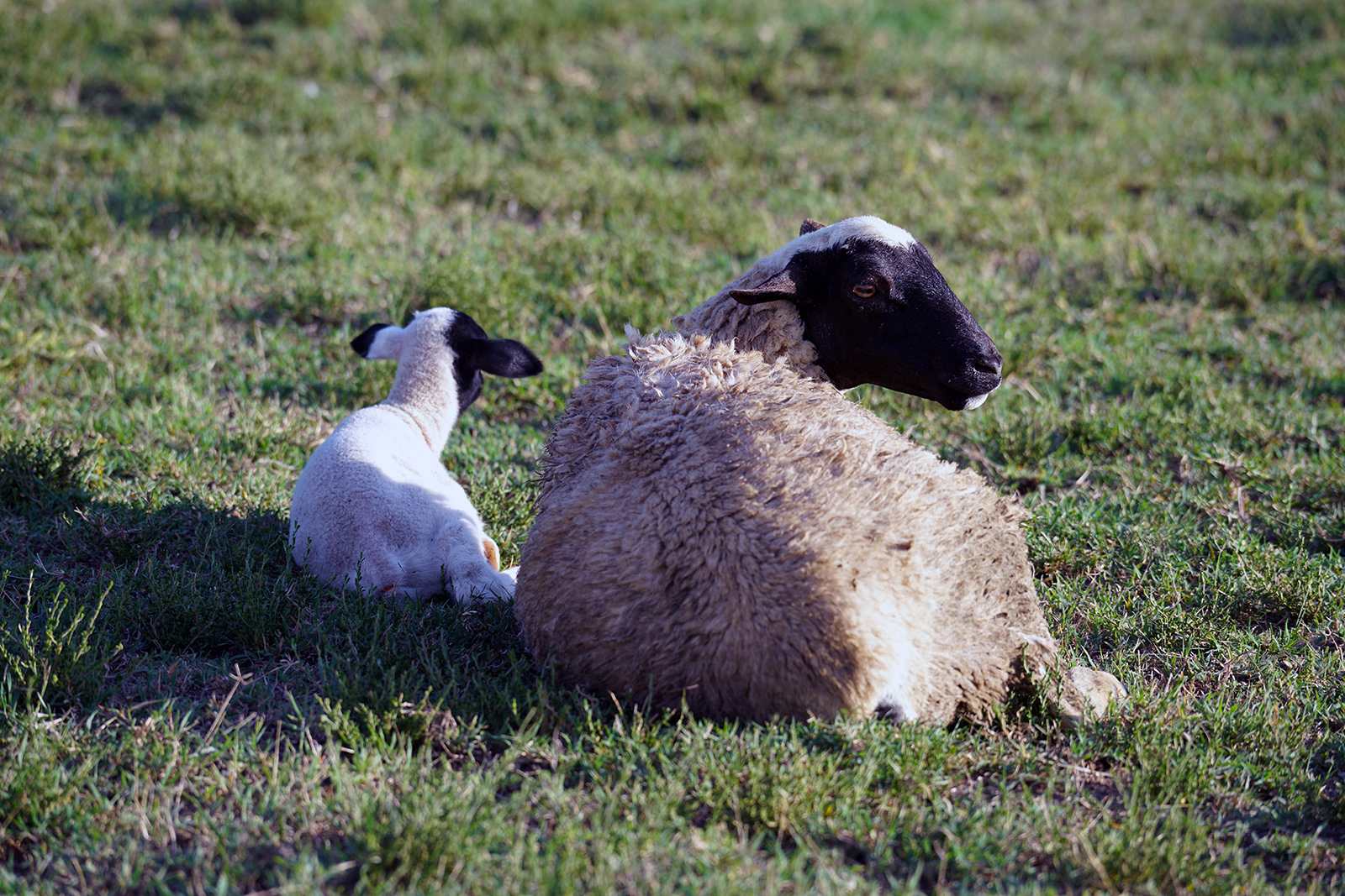 Oh hi baby lambs!